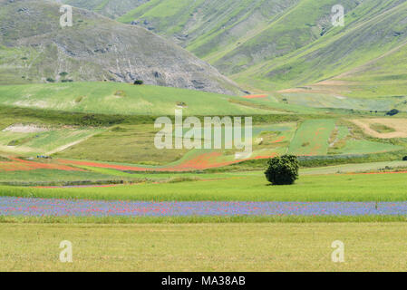 Tranquillo e rilassante vista sui campi di fiori di Castelluccio di Norcia in Umbria, Italia. Foto Stock