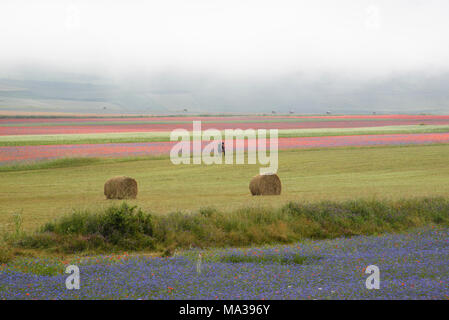 Sunrise a Castelluccio di Norcia con la nebbia in altopiano, Umbria, Italia Foto Stock