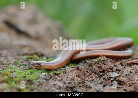 Worm lenta / Blindschleiche ( Anguis fragilis ) guizzanti la sua linguetta in e out, fauna selvatica, l'Europa. Foto Stock