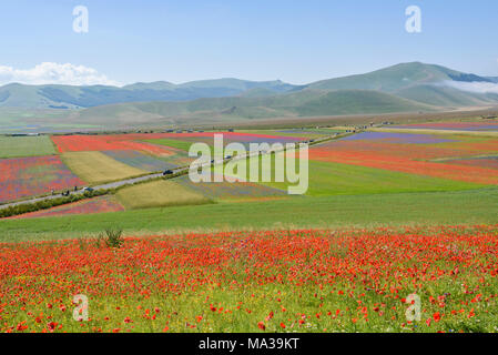 Vista panoramica sui campi in fiore di montagne Sibilini a Castelluccio di Norcia in Umbria, Italia. Foto Stock