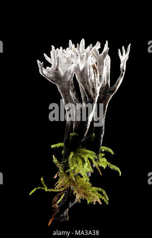 Candlesnuff funghi, Xylaria hypoxylon, Hampshire REGNO UNITO su uno sfondo nero con una base di muschio. Spesso si trovano crescente su ceppi di alberi e rami caduti Foto Stock