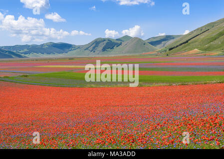 I campi in fiore di montagne Sibilini a Castelluccio di Norcia Umbria,l'Italia. Foto Stock