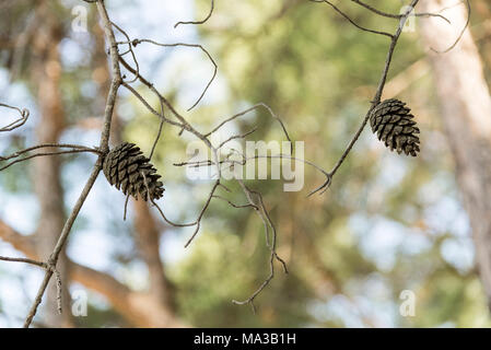 Un cono di essiccato su un albero essiccato su uno sfondo sfocato Foto Stock