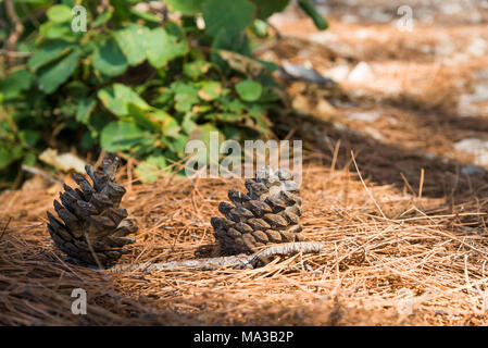 Il appassiti punti giacciono su aghi appassiti Foto Stock