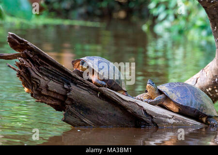 Wild tourtles, tortuguero, Costa Rica, l'America centrale. Foto Stock