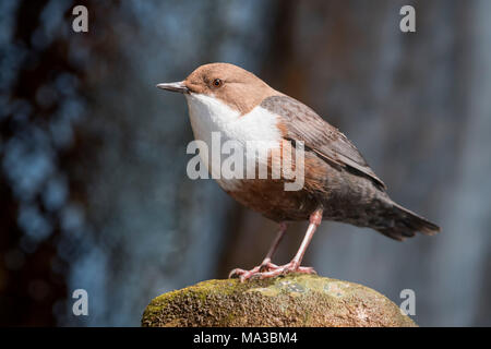 Bianco-throated sul lungofiume, Trentino Alto Adige, Italia Foto Stock