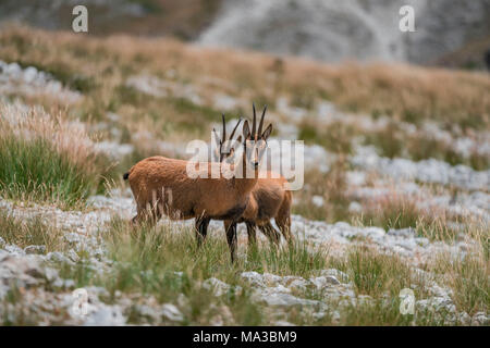 Paio di camoscio, Gran Sasso, Campo Imperatore, provincia de L'Aquila, Abruzzo, Italia Foto Stock