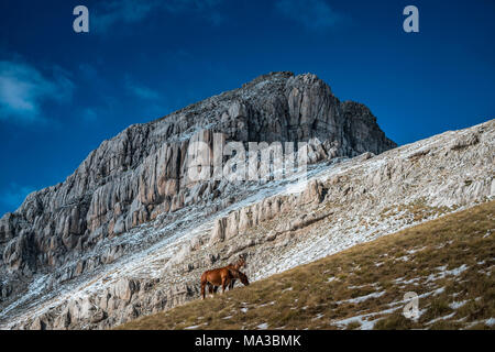 Cavalli selvaggi il pascolo in montagna, Campo Imperatore, provincia de L'Aquila, Abruzzo, Italia, Europa Foto Stock