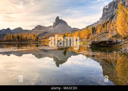 Un giallo foresta di larici al lago Federa in autunno con il becco di Mezzodì sullo sfondo, Cortina d Ampezzo, Belluno Dolomiti, Veneto, Italia Foto Stock