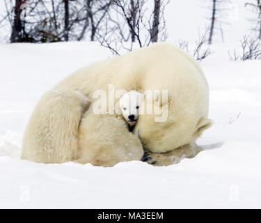 Orso polare Mom e lupetti Foto Stock