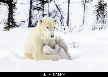 Orso polare Mom e lupetti Foto Stock