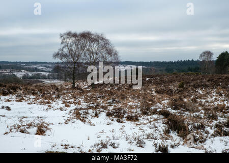 Inverno a Mogshade collina con due d'argento betulla Foto Stock