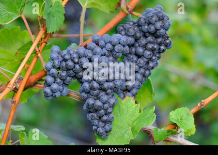 Germania, Baden-Württemberg, pinot nero Foto Stock