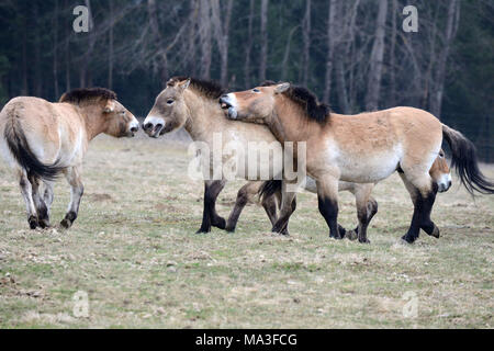 Asian di Przewalski cavalli, Equus ferus przewalskii Foto Stock