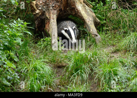 Badger davanti a sett, Meles meles Foto Stock