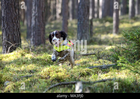 Springer spaniel, battue in una foresta Foto Stock