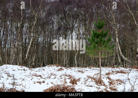 Un verde conifera cresce tra argento betulla al Denny boschi la Nuova Foresta Foto Stock