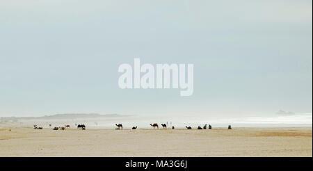 Cammelli, spiaggia, Essaouira, Marocco Foto Stock