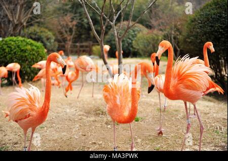 Qingdao, Qingdao, Cina. 29 Mar, 2018. Qingdao, CINA-29th Marzo 2018: Fenicotteri godersi sole allo zoo a Qingdao, a nord-est della Cina di Provincia di Shandong, Marzo 29th, 2018. Credito: SIPA Asia/ZUMA filo/Alamy Live News Foto Stock