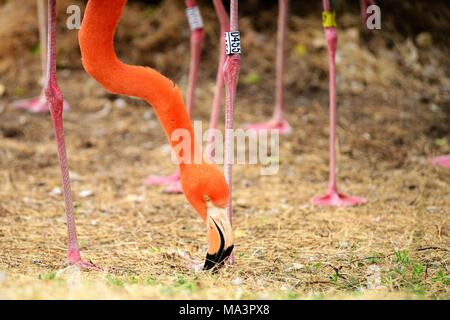 Qingdao, Qingdao, Cina. 29 Mar, 2018. Qingdao, CINA-29th Marzo 2018: Fenicotteri godersi sole allo zoo a Qingdao, a nord-est della Cina di Provincia di Shandong, Marzo 29th, 2018. Credito: SIPA Asia/ZUMA filo/Alamy Live News Foto Stock