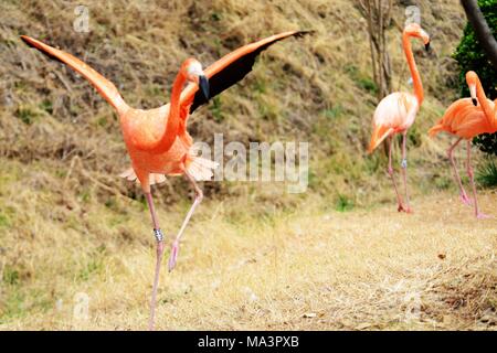 Qingdao, Qingdao, Cina. 29 Mar, 2018. Qingdao, CINA-29th Marzo 2018: Fenicotteri godersi sole allo zoo a Qingdao, a nord-est della Cina di Provincia di Shandong, Marzo 29th, 2018. Credito: SIPA Asia/ZUMA filo/Alamy Live News Foto Stock