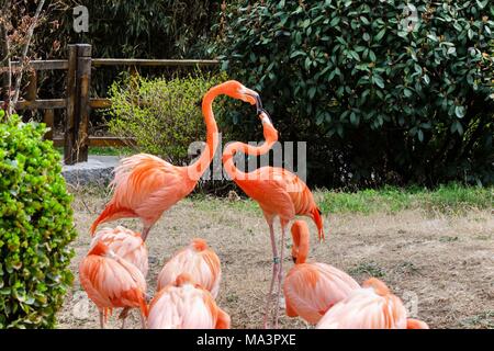 Qingdao, Qingdao, Cina. 29 Mar, 2018. Qingdao, CINA-29th Marzo 2018: Fenicotteri godersi sole allo zoo a Qingdao, a nord-est della Cina di Provincia di Shandong, Marzo 29th, 2018. Credito: SIPA Asia/ZUMA filo/Alamy Live News Foto Stock