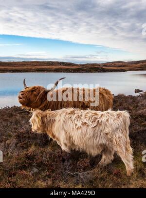 Highland scozzesi vacche (Kyloe) nelle Highlands scozzesi Foto Stock