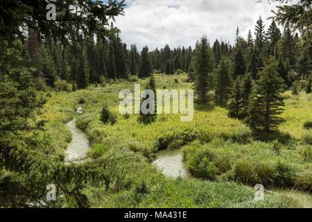 Un sentiero escursionistico attraverso una foresta con un flusso in esecuzione attraverso di esso in Mountain National Park, Canada Foto Stock