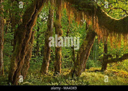 WA13961-00...WASHINGTON - Moss appeso a un ramo di un grandi foglie di acero vista dal fiume Queets Trail nel Parco Nazionale di Olympic. Foto Stock