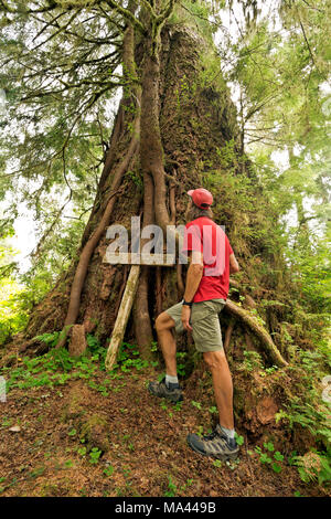 WA13975-00...WASHINGTON - escursionista esaminato le radici e albero che cresce sul vivere ancora tronco della ex registrato più grande abete Douglas situato nel Foto Stock