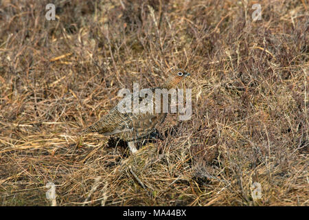 Red Grouse (Lagopus lagopus scotica) hen / femmina nella brughiera nel tardo inverno / primavera nelle Highlands scozzesi, Scotland, Regno Unito Foto Stock