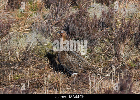 Red Grouse (Lagopus lagopus scotica) hen / femmina nella brughiera nel tardo inverno / primavera nelle Highlands scozzesi, Scotland, Regno Unito Foto Stock