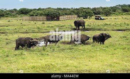 Bufali in iSimangaliso Wetland Park, un parco faunistico in Sud Africa Foto Stock