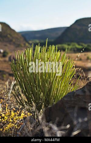 Il Karoo semi-deserto regione naturale di Città del Capo in Sud Africa Foto Stock