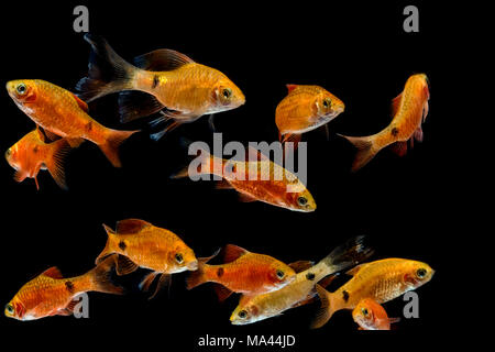 Pesci di acquario, Rosy Barb ( Puntius conchonius) Foto Stock