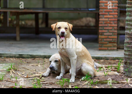 Due giallo labrador retriever Foto Stock