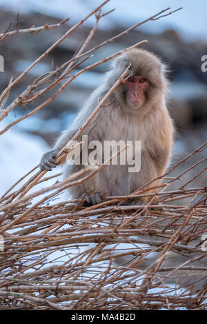 Giapponese scimmie macaco noto come scimmie neve live nel Jigokudani Monkey Park, Yamanouchi, Giappone. In inverno le scimmie provenienti dal MOU Foto Stock