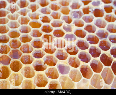 Bee favi. La struttura a nido d'ape riempito con miele Foto Stock