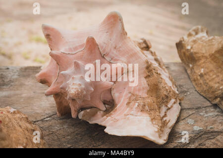 Conk shell su sfondo di legno - lumaca di mare shell closeup, Foto Stock