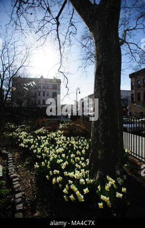 La luce solare colpisce un letto floreale di narcisi in fiore come il sole tramonta, a Monsignor McGolrick Park a Greenpoint, Brooklyn, New York City, aprile 2013. Foto Stock