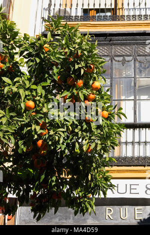 Arancio e Rue 8: negozio su Plaza de San Francisco, Sevilla, Andalusia, Spagna Foto Stock