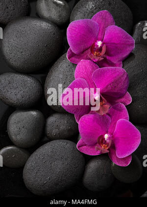 Tre orchidee viola giacente sul bagnato pietre nere.visto dal di sopra. Concetto di Spa. Terapia LaStone Foto Stock