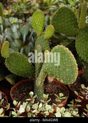 L' Opuntia microdasys cactus vicino fino Foto Stock