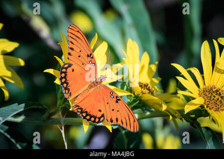 Gulf Fritillary alimentazione su fiori gialli a Oklahoma City's Lake Hefner Foto Stock