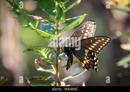 Maschio nero a coda di rondine (Papilio polyxenes) farfalla Foto Stock