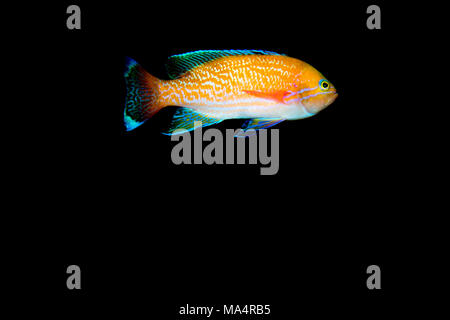 Due spot Basslet (Pseudanthias bimaculatus) Foto Stock