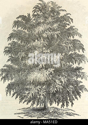 . Ellwanger &AMP; Barry catalogo descrittivo di hardy alberi e arbusti ornamentali, rose, ecc, ecc, ecc. Foto Stock