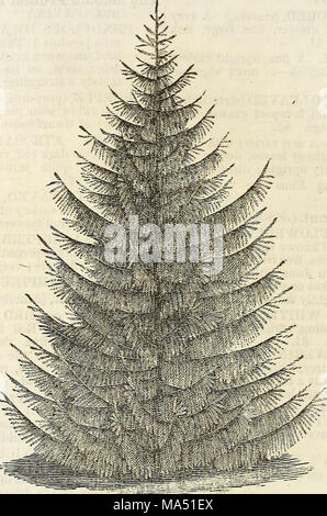 . Ellwanger &AMP; Barry catalogo descrittivo di hardy alberi e arbusti ornamentali, rose, ecc, ecc, ecc.