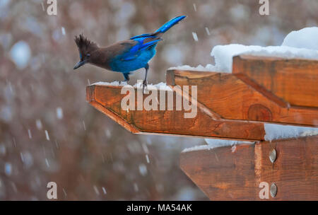 Immagine di un Steller Jay arroccato su un pergolato in il fotografo's backyard su un marzo nevoso giorno. Foto Stock