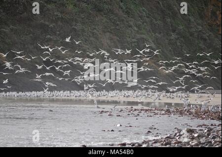 Flock of Seagulls improvvisamente prendendo il largo lungo la costa frastagliata spiaggia paesaggio con Oceano Pacifico, onde e scogliere rocciose in Big Sur, California, Stati Uniti d'America. Foto Stock